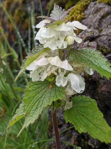 hluchavka biela (Lamium album)