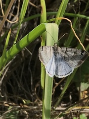 Caenurgina caerulea