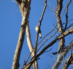 Toxostoma crissale