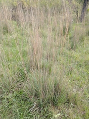 Andropogon lateralis