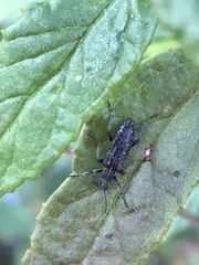 Eurygeniinae