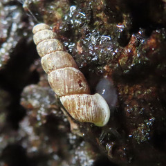 Megalophaedusa micropeas