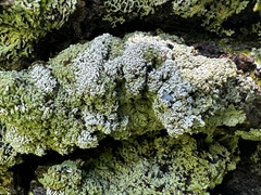 Physconia subpallida