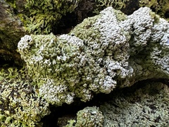 Physconia subpallida