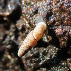 Megalophaedusa micropeas