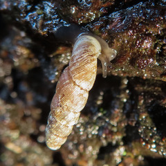 Megalophaedusa micropeas