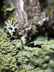 Physconia subpallida