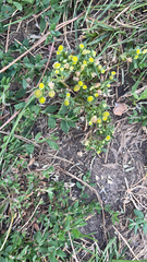 Matricaria discoidea