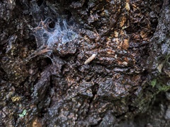 Megalophaedusa micropeas