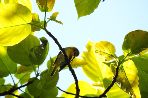 Lowland White-eye (Zosterops meyeni), photo 7