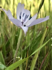 Calochortus uniflorus