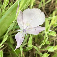 Calochortus uniflorus