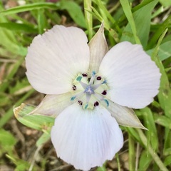 Calochortus uniflorus