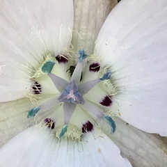 Calochortus uniflorus