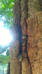 Pseudotorynorrhina japonica