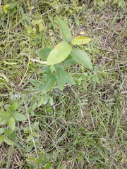 Chrysophyllum marginatum