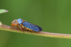 Oncometopia nigricans