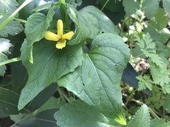 Viola lobata integrifolia