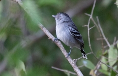 Thamnophilus sticturus