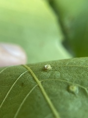 Caryomyia levicrustum