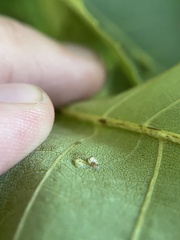 Caryomyia levicrustum