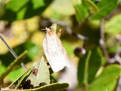 Aphelia alleniana