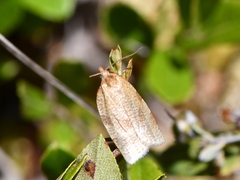 Aphelia alleniana