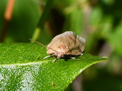 Aphelia alleniana