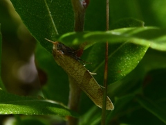 Aphelia alleniana