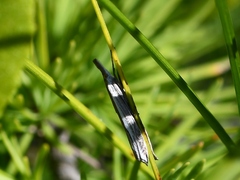 Raphiptera argillaceellus