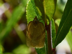 Aphelia alleniana