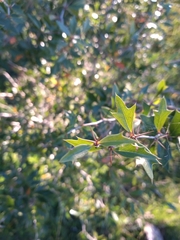 Berberis ruscifolia