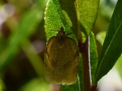 Aphelia alleniana