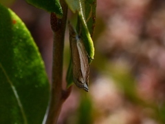 Raphiptera argillaceellus