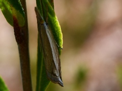 Raphiptera argillaceellus