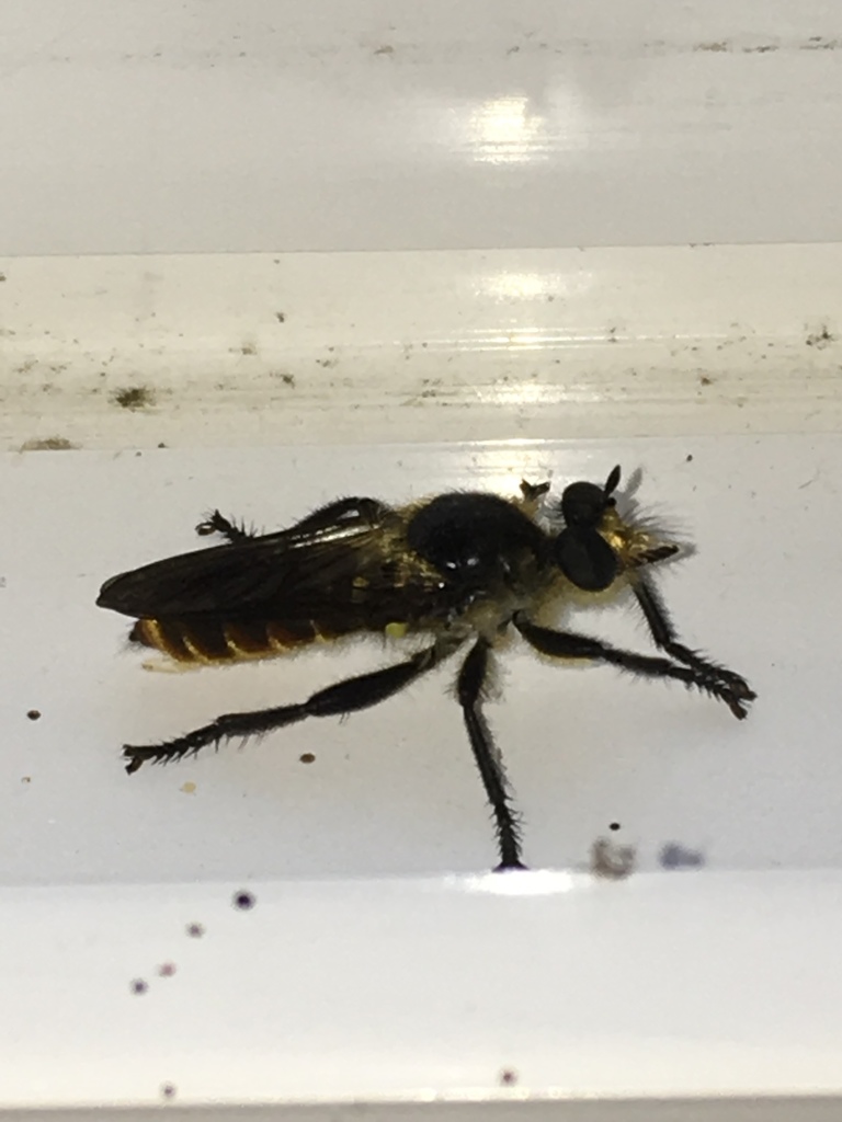 Orange-bellied Laphria