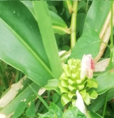 Costus guanaiensis macrostrobilus