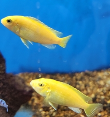 Labidochromis caeruleus