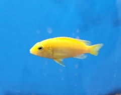 Labidochromis caeruleus