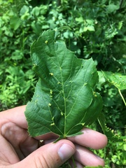 Phytoptus abnormis