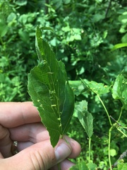 Phytoptus abnormis