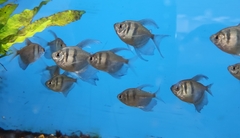 Gymnocorymbus ternetzi