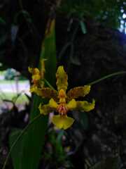 Oncidium lineoligerum