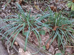 Carex laxiculmis
