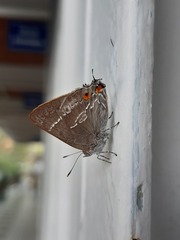 Thereus cithonius