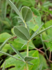 Baptisia bracteata leucophaea