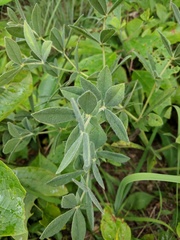 Baptisia bracteata leucophaea