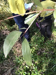 Acacia complanata