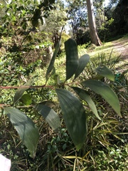 Acacia complanata