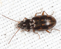 Bembidion patruele